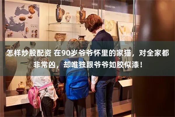 怎样炒股配资 在90岁爷爷怀里的家猫，对全家都非常凶，却唯独跟爷爷如胶似漆！
