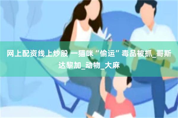网上配资线上炒股 一猫咪“偷运”毒品被抓_哥斯达黎加_动物_