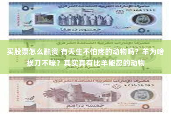 买股票怎么融资 有天生不怕疼的动物吗？羊为啥挨刀不嚎？其实真